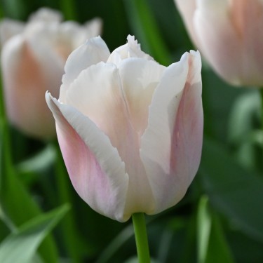 Tulipa 'Apricot Pride'