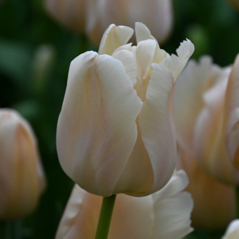 Tulipa 'Apricot Pride'