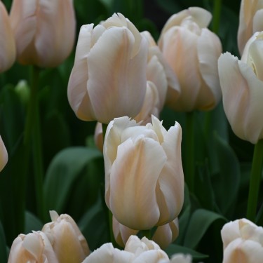 Tulipa 'Apricot Pride'