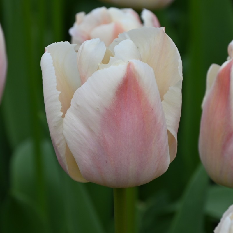 Tulipa 'Apricot Pride'