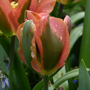 Tulipa 'Artist'
