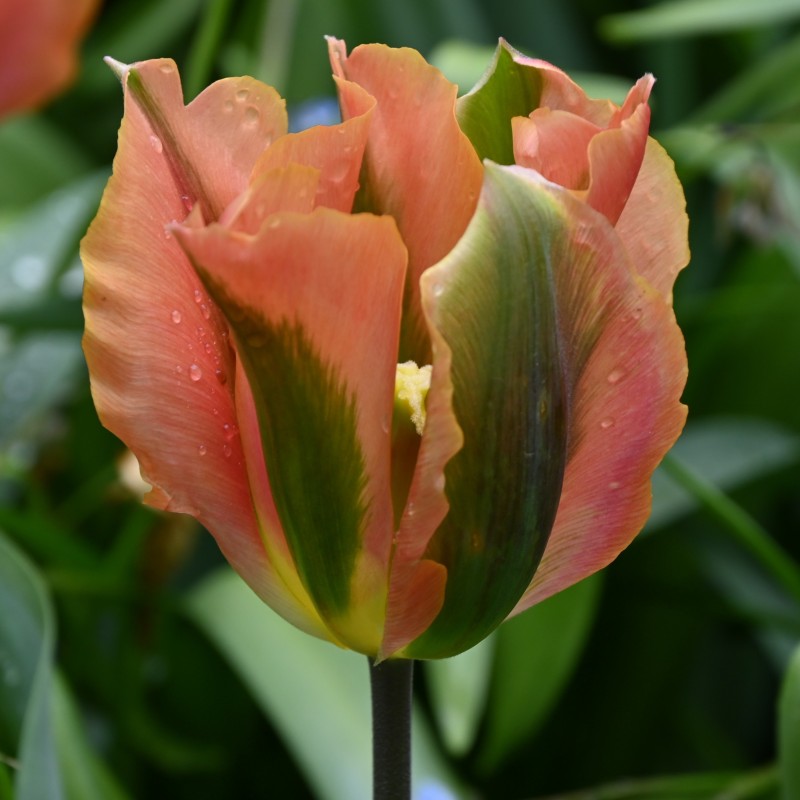 Tulipa 'Artist'
