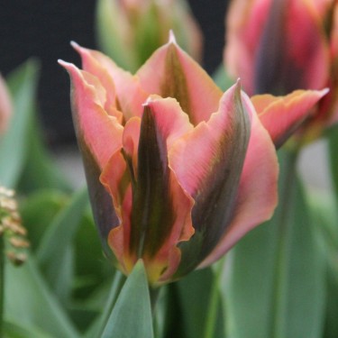 Tulipa 'Artist'