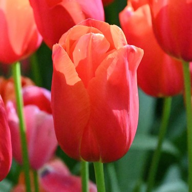 Tulipa 'Avignon'