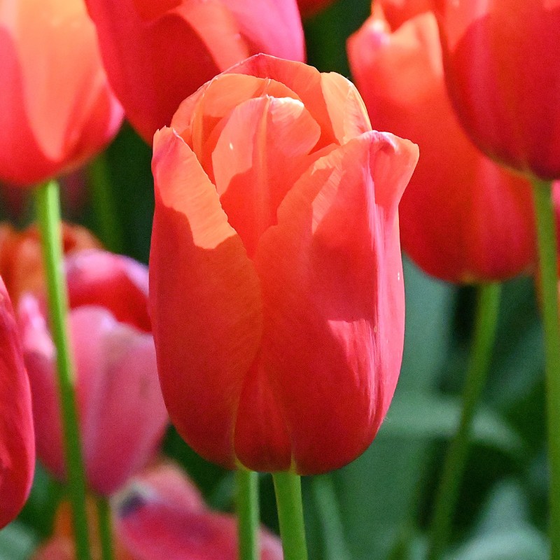Tulipa 'Avignon'
