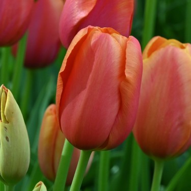 Tulipa 'Avignon'