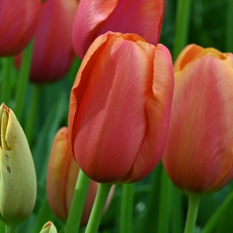 Tulipa 'Avignon'