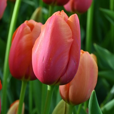 Tulipa 'Avignon'