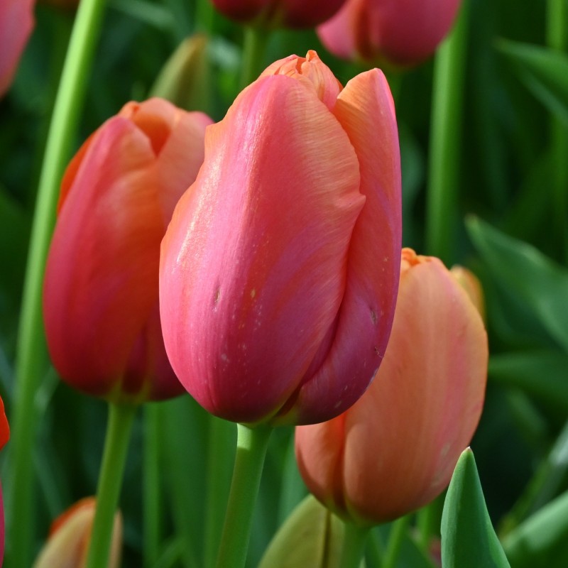 Tulipa 'Avignon'