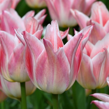 Tulipa 'Ballade Lady'