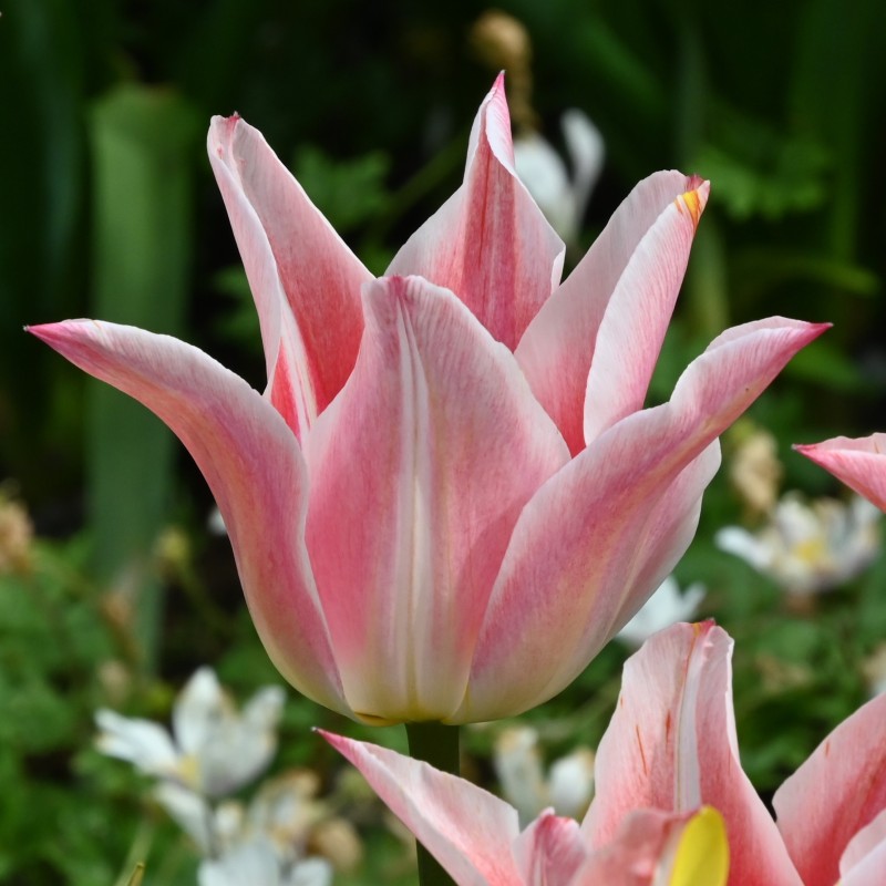 Tulipa 'Ballade Lady'