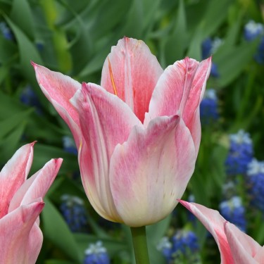 Tulipa 'Ballade Lady'