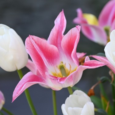 Tulipa 'Ballade Lady'