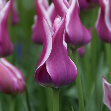 Tulipa 'Ballade'