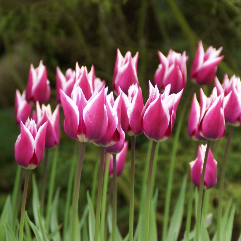 Tulipa 'Ballade'