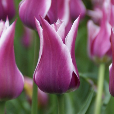 Tulipa 'Ballade'