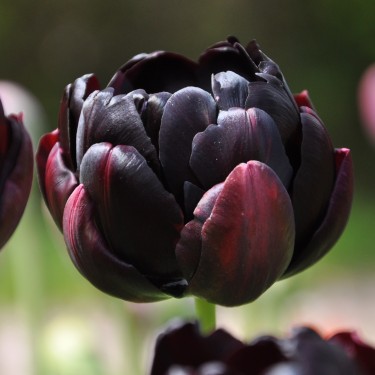 Tulipa 'Black Hero'
