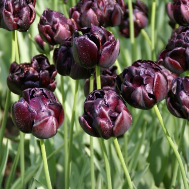 Tulipa 'Black Hero'