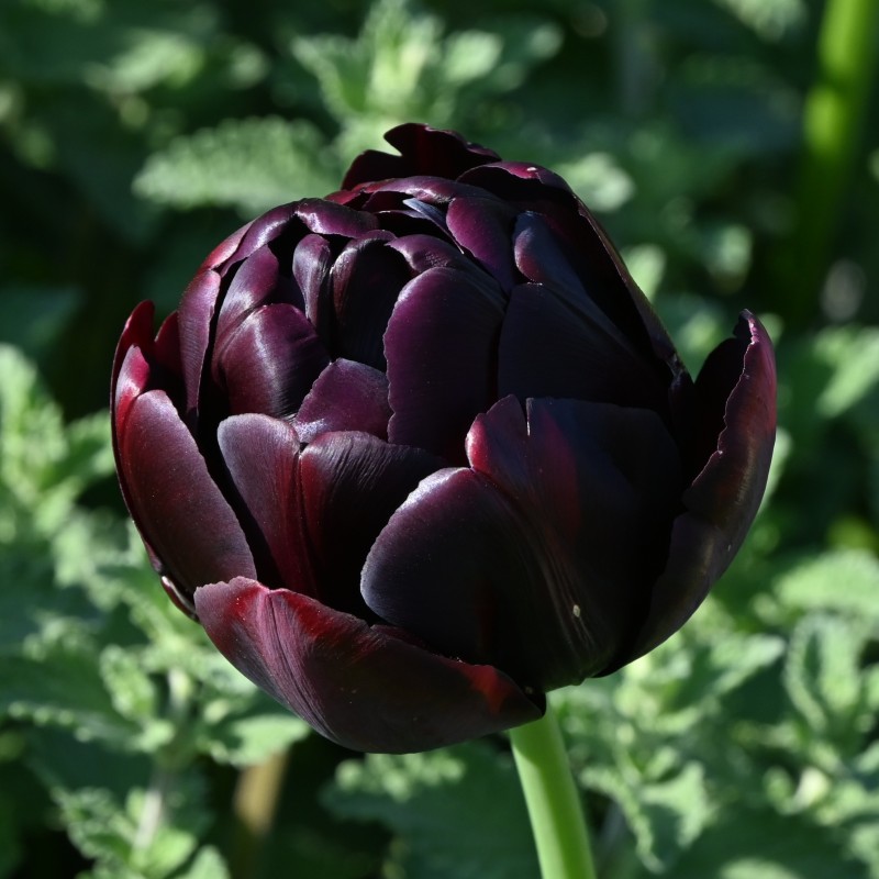 Tulipa 'Black Hero'