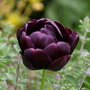 Tulipa 'Black Hero'