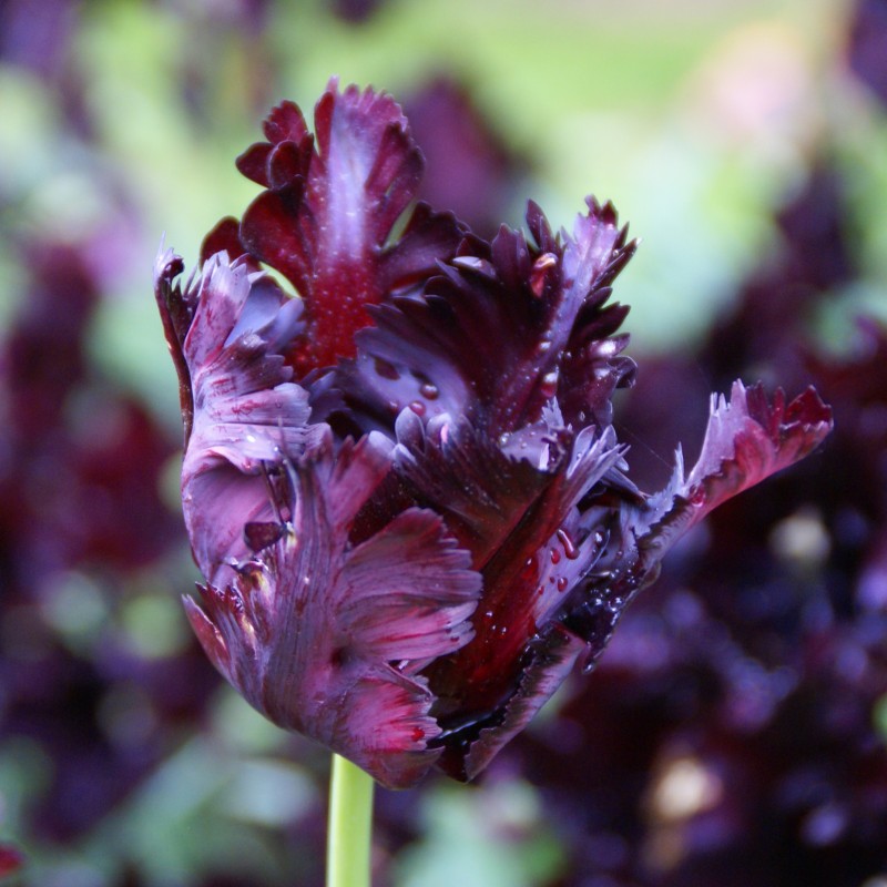 Tulipa 'Black Parrot'