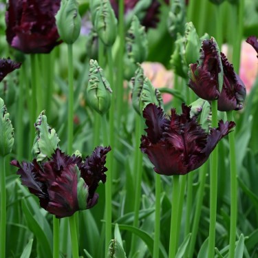 Tulipa 'Black Parrot'