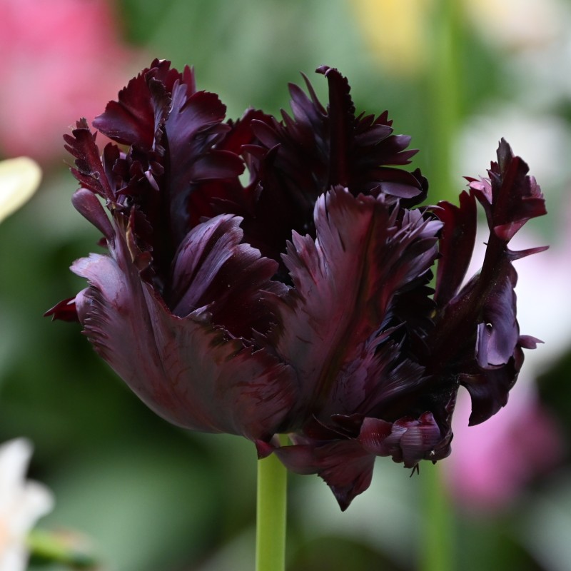 Tulipa 'Black Parrot'