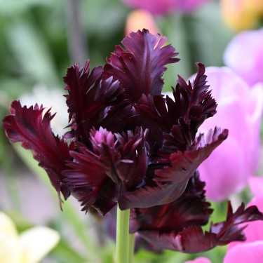 Tulipa 'Black Parrot'