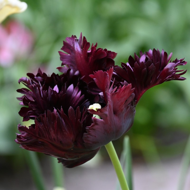 Tulipa 'Black Parrot'