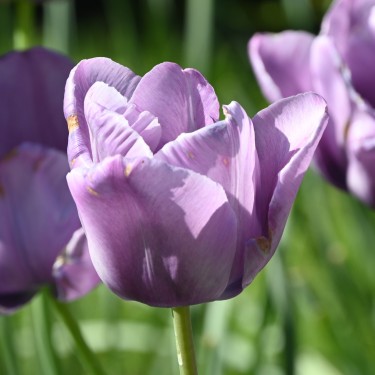 Tulipa 'Bleu Aimable'