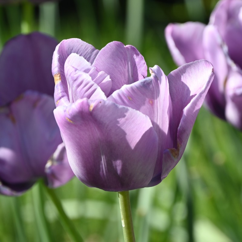 Tulipa 'Bleu Aimable'