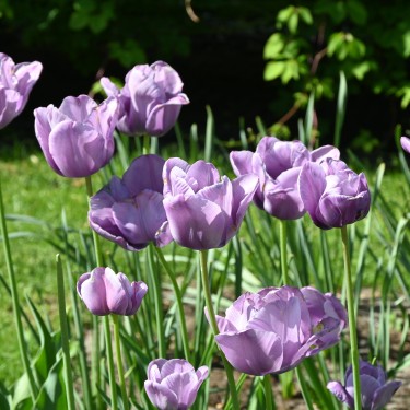 Tulipa 'Bleu Aimable'