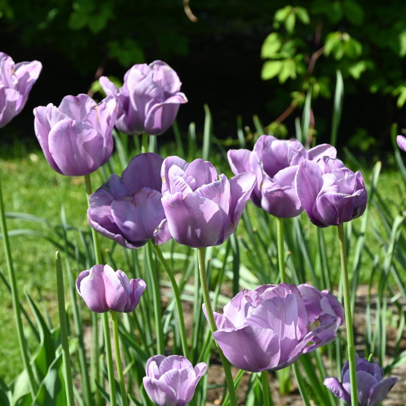 Tulipa 'Bleu Aimable'