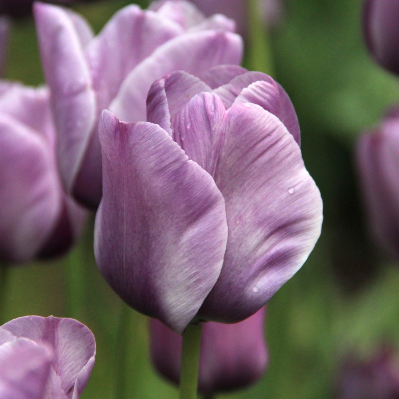 Tulipa 'Bleu Aimable'