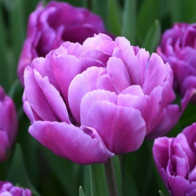 Tulipa 'Blue Diamond'