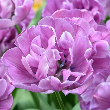 Tulipa 'Blue Diamond'