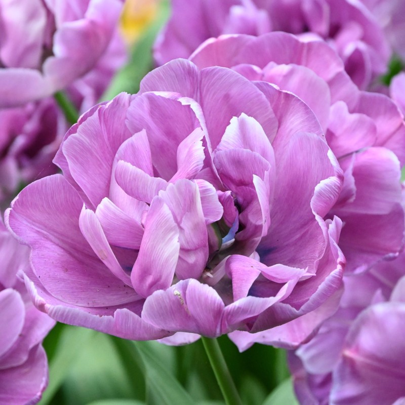 Tulipa 'Blue Diamond'