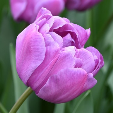 Tulipa 'Blue Diamond'