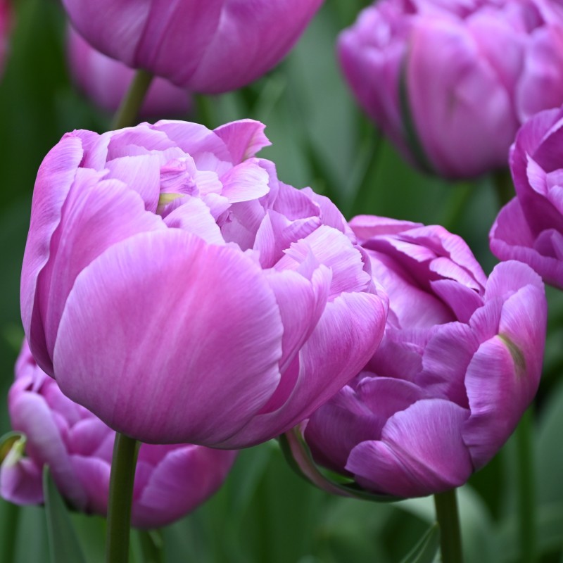Tulipa 'Blue Diamond'