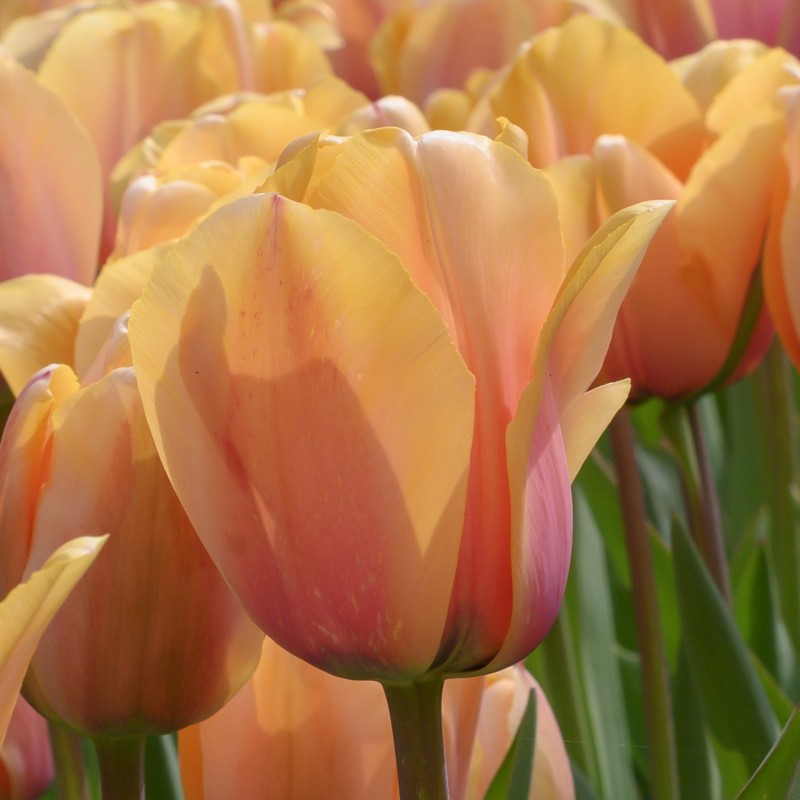 Tulipa 'Blushing Impression' Tulipa 'Blushing Impression'