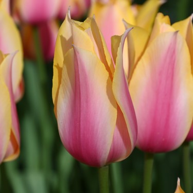 Tulipa 'Blushing Lady'