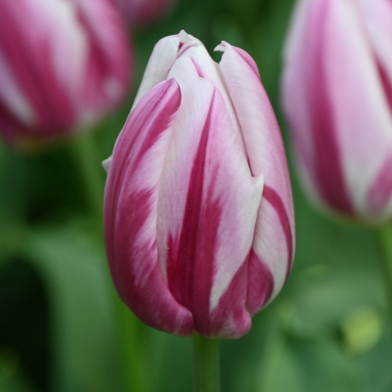 Tulipa 'Bojangles'