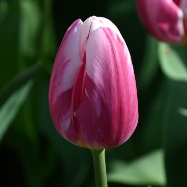 Tulipa 'Bojangles'
