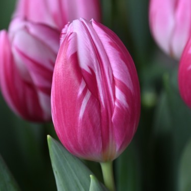 Tulipa 'Bojangles'