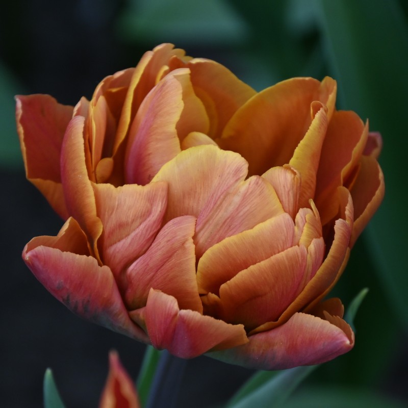 Tulipa 'Brasil'