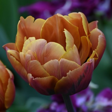 Tulipa 'Brasil'
