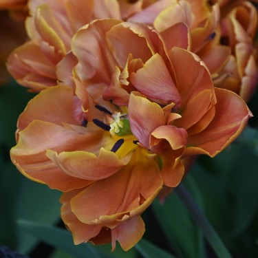 Tulipa 'Brasil'