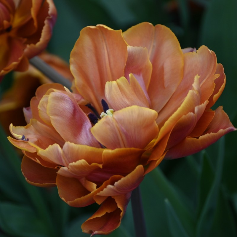Tulipa 'Brasil'