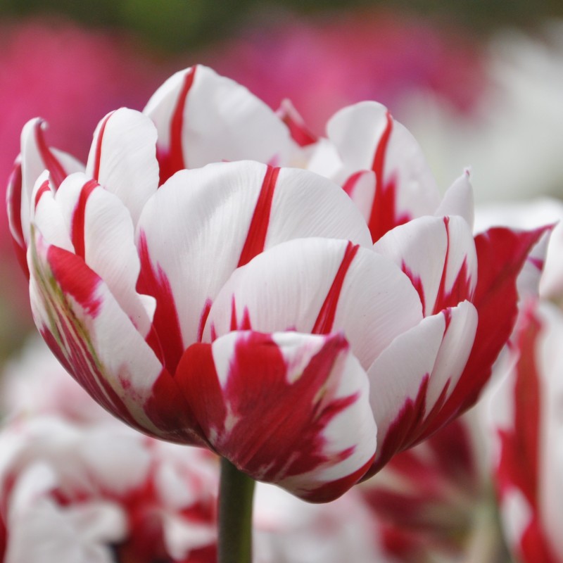 Tulipa 'Carnaval de Nice' Tulipa 'Carnaval de Nice'