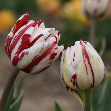 Tulipa 'Carnaval de Nice' Tulipa 'Carnaval de Nice'